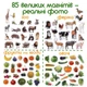 Набор магниты детские Magdum, 85 элементов, животные, фрукты, в коробке ML4031-61 EN - изображение 1