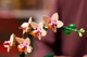 Конструктор LEGO Botanicals Маленькая орхидея 274 элемента (10343) - изображение 6