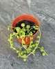 Сукулент Хрестовик Роулі (Senecio rowleyanus) D5 см (746) - зображення 3
