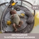 Розвиваючий килимок Chicco Enjoy Colours Gym, бежевий 09866.00 - зображення 2