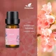Ефірна олія Kinscoter Essential Oil Set 6 bottles, 6*10 мл - зображення 6