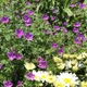 Герань 'New Hampshire Purple'. Контейнер 1,5 л - изображение 4