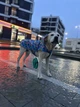 Дождевик-накидка с капюшоном для собак WAUDOG Clothes, рисунок "Инжир", размер XXS - изображение 8