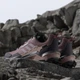 Женские кроссовки для бега с Gore-Tex Adidas Terrex Ax4 Gtx W JP7383 41.5 (7.5UK) 26 см Quicri/Prlofi/Warcla (4067902279190) - изображение 5