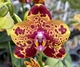 Орхидея (нецветущий подросток) TopDreams Phal N1202 / 9975 Green World 'Saneskin', квіти воскові 8 см, 1.7 (мох) - изображение 4