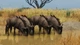 Дополнение Planet Zoo: Grasslands Animal Pack для ПК (Ключ активации Steam) - изображение 4
