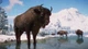Дополнение Planet Zoo: Eurasia Animal Pack для ПК (Ключ активации Steam) - изображение 3