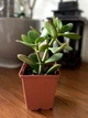 Суккулент Крассула Овата (Crassula Ovata), контейнер 9х9х10см (s019m) - изображение 5