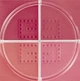 Пудра Румяна Для Лица Givenchy Prisme Libre Blush 5 Popeline Violine 6 Г - изображение 2