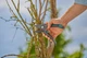 Секатор Gardena PremiumCut Pro Dry Wood з ковадлом 24 мм (аналог 08903-20.000.00) (12250-20.000.00) - зображення 11