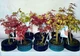 Японський клен (Japanese maple) Bonsai Atropurpureum, 25-35 см, керамічний горщик (RG010) - зображення 2