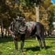 Курточка для собак WAUDOG Clothes, малюнок "Гранати", розмір S30 - зображення 9
