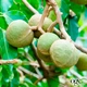 Шампунь OGX Kukui Oil Увлажнение и гладкость 385 мл (0022796974211) - изображение 4