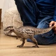 Динозавр Кархародонтозавр фігурка Schleich 15048 - изображение 2