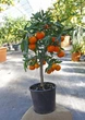 Цитрус Clementine, горщик ⌀ 21, висота 90-100см - зображення 2