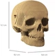 3D пазл-конструктор Cartonic 3D Puzzle Skull Картонный (CARTSKUL) - изображение 6