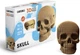 3D пазл-конструктор Cartonic 3D Puzzle Skull Картонный (CARTSKUL) - изображение 11