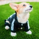 Костюм спортивный для собак Adidog черный S - изображение 4