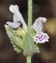 Котовник Итальянский семена 0,05 гр. (прибл. 30 шт) (Nepeta italica) многолетний кошачья мята медонос - изображение 3