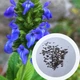 Шавлія Іспанська насіння 0,05 гр (прибл. 20 шт) (Salvia hispanica) Чіа біла - зображення 1