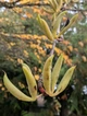 Багряник Японский семена 0,1 гр. (прибл. 150 шт) (Cercidiphyllum japonicum) церцидифиллум - изображение 4