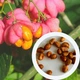 Бересклет европейский семена (10 шт) (Euonymus europaeus) бруслина декоративная - изображение 1