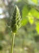 Шавлія Іспанська насіння 0,05 гр (прибл. 20 шт) (Salvia hispanica) Чіа біла - зображення 4
