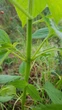 Шавлія Іспанська насіння 0,05 гр (прибл. 20 шт) (Salvia hispanica) Чіа біла - зображення 5