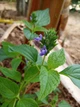 Шавлія Іспанська насіння 0,05 гр (прибл. 20 шт) (Salvia hispanica) Чіа біла - зображення 7