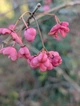 Бересклет европейский семена (10 шт) (Euonymus europaeus) бруслина декоративная - изображение 5