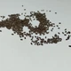Лаванда сорт Rosea насіння 0,1 гр. (прибл. 100 шт) (Lavándula angustifólia) багаторічна справжня вузьколиста англійська садова колоскова - зображення 4