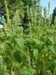 Шавлія Іспанська насіння 0,05 гр (прибл. 20 шт) (Salvia hispanica) Чіа біла - зображення 8