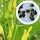 Кірказон звичайний насіння 1 гр. (прибл. 50 шт) (Aristolochia clematitis) хвилівник арістолохія - зображення 1