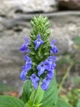 Шавлія Іспанська насіння 0,05 гр (прибл. 20 шт) (Salvia hispanica) Чіа біла - зображення 9