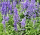 Шавлія Іспанська насіння 0,05 гр (прибл. 20 шт) (Salvia hispanica) Чіа біла - зображення 10