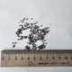 Шавлія Іспанська насіння 0,05 гр (прибл. 20 шт) (Salvia hispanica) Чіа біла - зображення 11