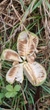 Кірказон звичайний насіння 1 гр. (прибл. 50 шт) (Aristolochia clematitis) хвилівник арістолохія - зображення 4
