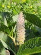 Лаконос американский семена 0,5 гр. (прибл. 50 шт) Phytolacca americana Багрина фитолакка - изображение 4