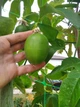 Пассифлора маракуйя семена (10 шт) (Passiflora incarnat) северная инкарната страстоцвет морозостойкая - изображение 4