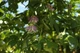 Пассифлора маракуйя семена (10 шт) (Passiflora incarnat) северная инкарната страстоцвет морозостойкая - изображение 8