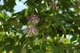 Пассифлора маракуйя семена (10 шт) (Passiflora incarnat) северная инкарната страстоцвет морозостойкая - изображение 9