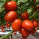 Томат Де барао красный семена 0,1 г (прибл 40 шт) помидор среднепоздний высокорослый - изображение 8