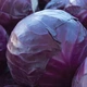Капуста червоноголова Гранат насіння 0,5 г (прибл 150 шт) середньостигла - зображення 2