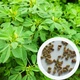 Грибна трава Трігонела насіння 1 г (прибл 90 шт) (Trіgonella foenum-graecum) пажитник, шамбала, фенугрек - зображення 1