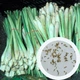 Лимонна трава Лемонграс насіння 0,1 г (прибл 90 шт) Cymbopogon cіtratus - зображення 6