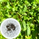 Мята перечная семена 0,1 г (прибл 1000 шт) (Mentha piperita) - изображение 7