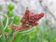 Щавель Широколистий насіння 1 г (прибл 1400 шт) листовий кислий ранній (Rumex acetosa) - зображення 3