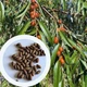 Джида насіння (50 шт) лох вузьколистий фінік морозостійкий Elaeágnus angustifolia - зображення 1