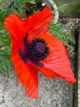 Мак восточный Султан семена 0,1 г (прибл 400 шт) декоративный садовый (Papaver orientale) - изображение 4