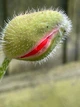 Мак восточный Султан семена 0,1 г (прибл 400 шт) декоративный садовый (Papaver orientale) - изображение 5